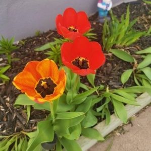 Meet your Posher, Evelyn